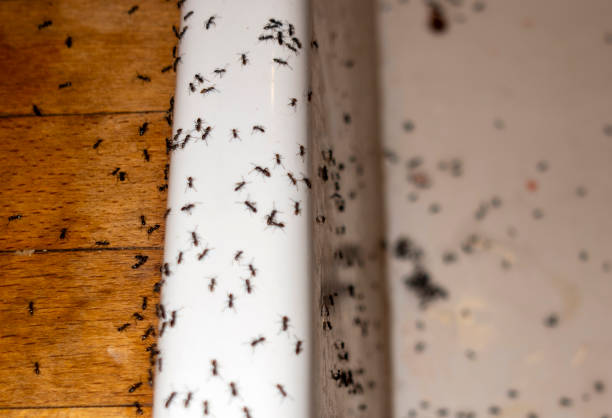 Best Commercial Pest Control Services  in Proctor, VT